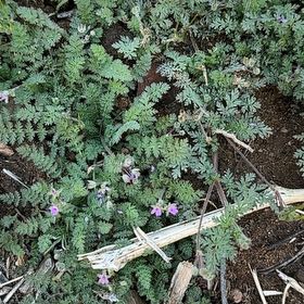Photo of the plant species Common Stork's Bill by @YesGrass2 named Gregarious on Greg, the plant care app