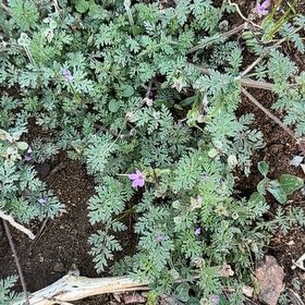 Photo of the plant species Hawkesbury Daisy by @YesGrass2 named Baesil on Greg, the plant care app