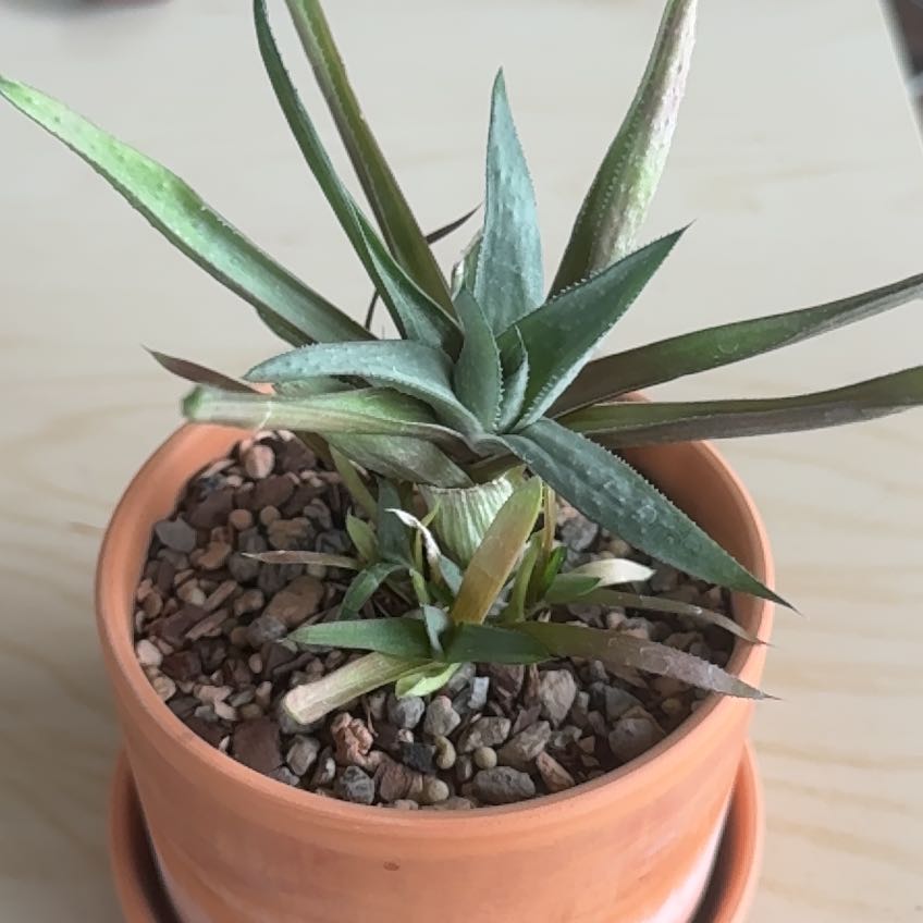 Photo of the plant species Haworthia Alba by @AceLime83 named Plato on Greg, the plant care app