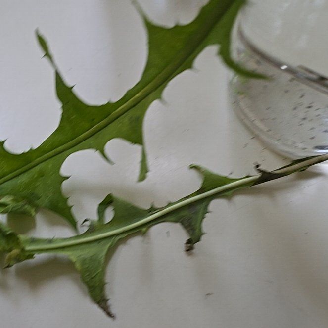Photo of the plant species Wall Lettuce by @SecurePokaka named Bieber on Greg, the plant care app