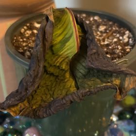 Photo of the plant species Northern lights by @WeightyNoognug named Anne on Greg, the plant care app