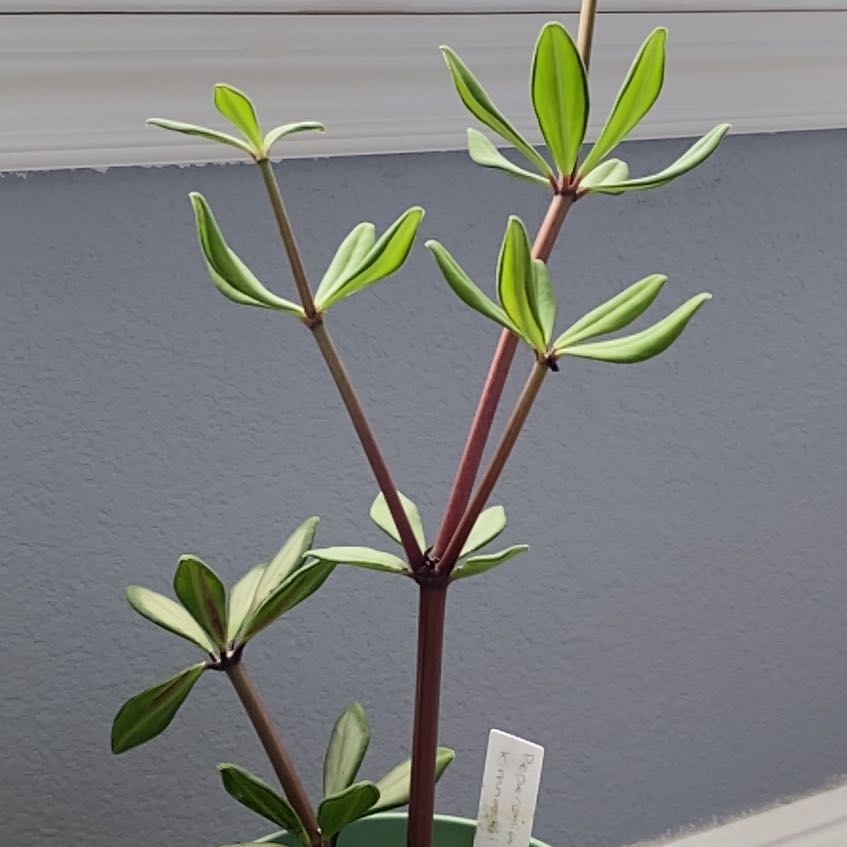 Photo of the plant species Kimnach's Peperomia by @SwiftSickleweed named Apollo on Greg, the plant care app