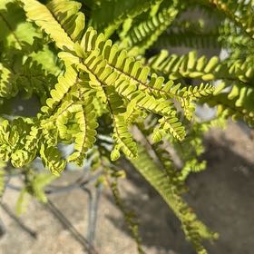 Photo of the plant species Elephant Tree by @GoddessRedhill3 named Fernie Mercury on Greg, the plant care app