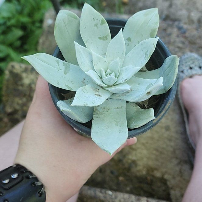 Photo of the plant species Giant Chalk Dudleya by @OpenlyFreesia named Earnie on Greg, the plant care app