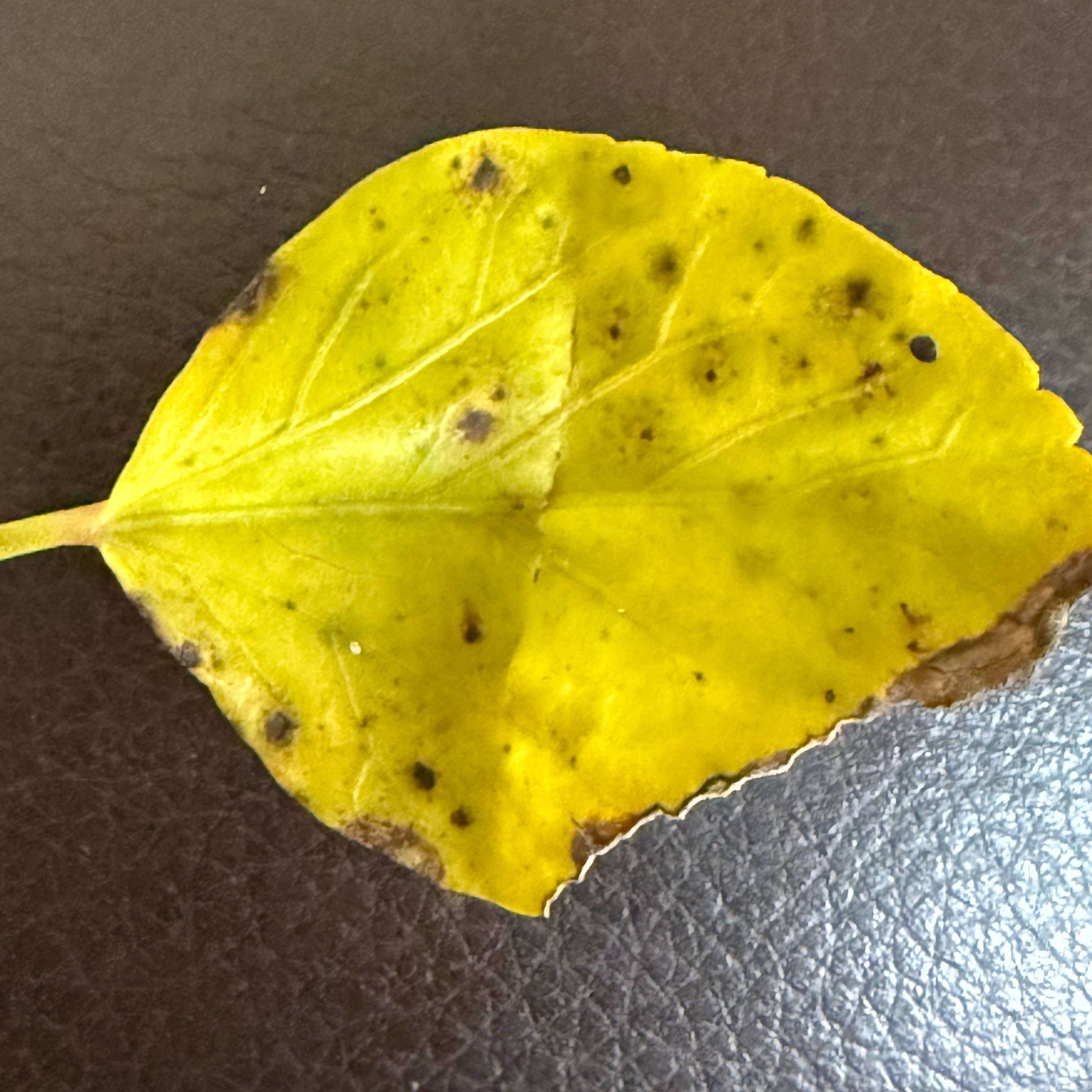 Photo of the plant species Quaking Aspen by @UltraShadbush named Kendall on Greg, the plant care app