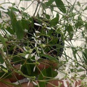 Photo of the plant species Grassleaf Spurge by @JazzyRubyball named Sherlock on Greg, the plant care app