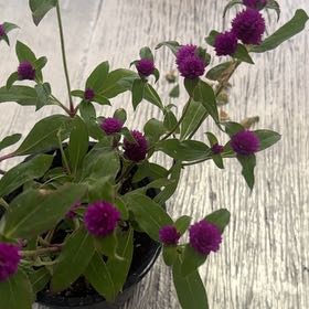 Photo of the plant species Globe Amaranth by @JazzyRubyball named ChloroPhil on Greg, the plant care app