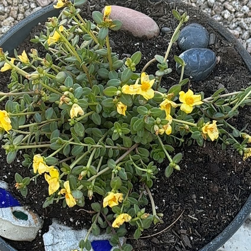 Plant care for Portulaca grandiflora 'Orange' on Greg, the plant care app