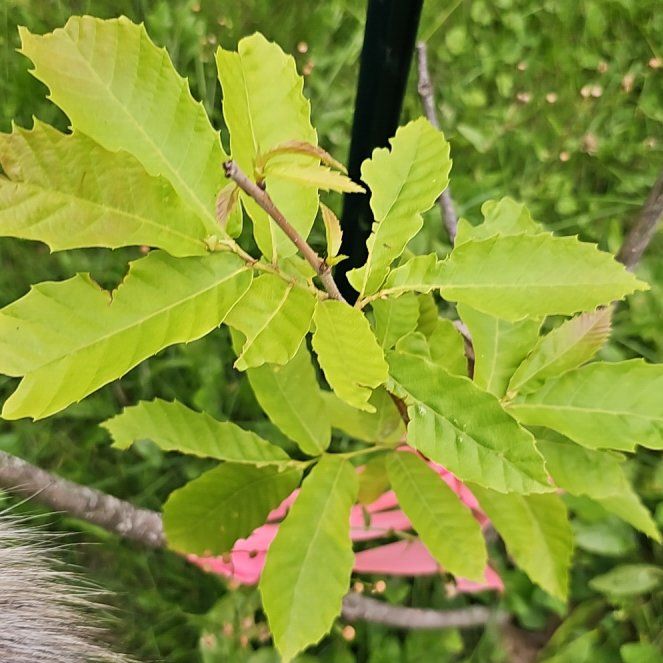 Photo of the plant species American Chestnut by @ChosenCorkelm named Achilles on Greg, the plant care app
