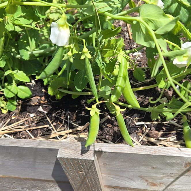 Photo of the plant species Peas by @WillWoodavens87 named Foxxy on Greg, the plant care app