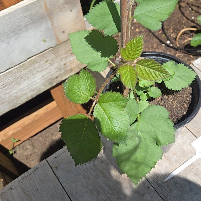 Photo of the plant species Armenian Blackberry by @WillWoodavens87 named Harry on Greg, the plant care app