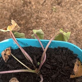 Photo of the plant species Clary Sage by @JubilantBlueoak named Sonora on Greg, the plant care app