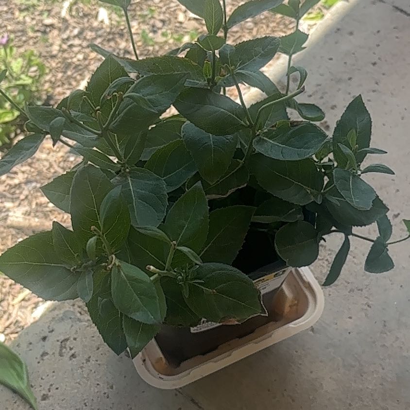 Photo of the plant species Wild Four O'Clock by @ManyAnthurium93 named Naomi on Greg, the plant care app
