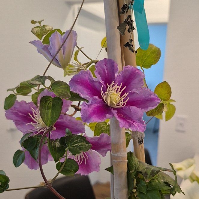 Photo of the plant species Firework Clematis by @UrbaneCardoon20 named Wall-E on Greg, the plant care app