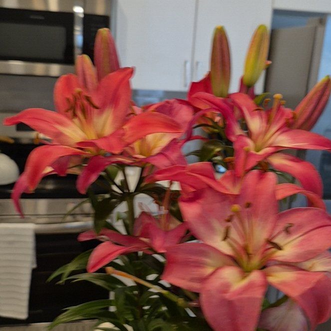 Photo of the plant species Tiny Diamond Asiatic Lily by @UrbaneCardoon20 named Muhammad Ali on Greg, the plant care app
