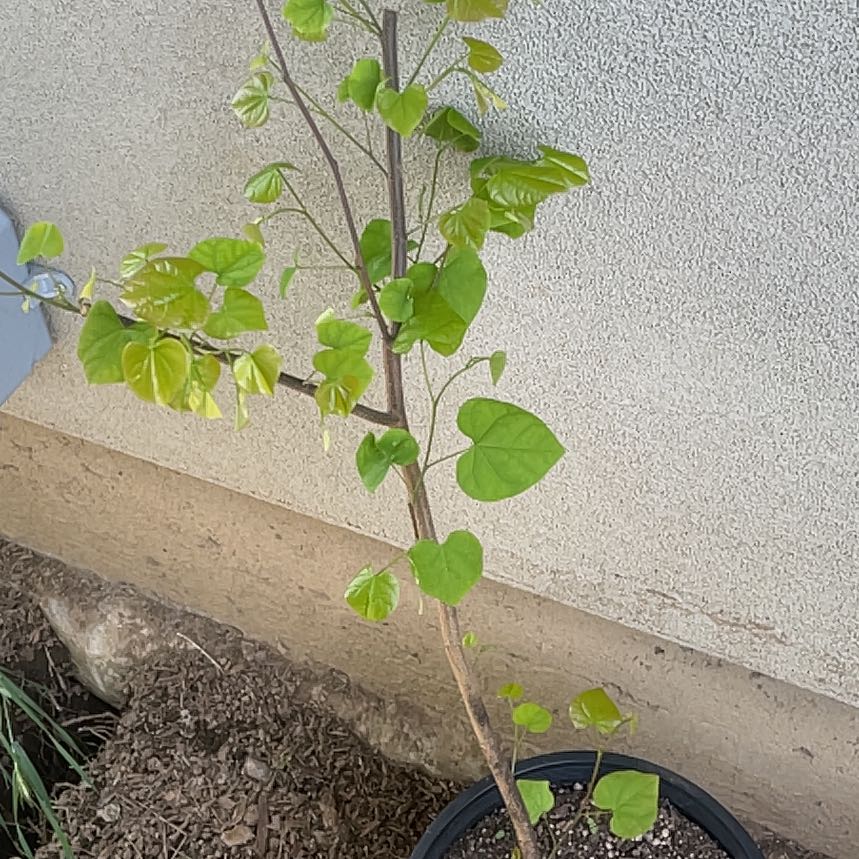 Photo of the plant species Fetid Passionflower by @AwakeBeech59 named Lebron on Greg, the plant care app