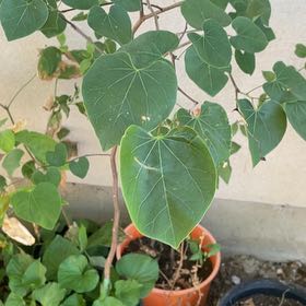 Photo of the plant species American Redbud by @AwakeBeech59 named Khaleesi on Greg, the plant care app