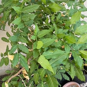 Photo of the plant species Chinese Wisteria by @AwakeBeech59 named Dax on Greg, the plant care app