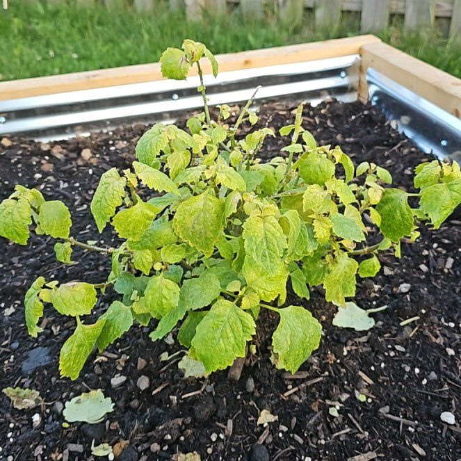 Photo of the plant species Patchouli by @ZealousFord70 named Nemo on Greg, the plant care app