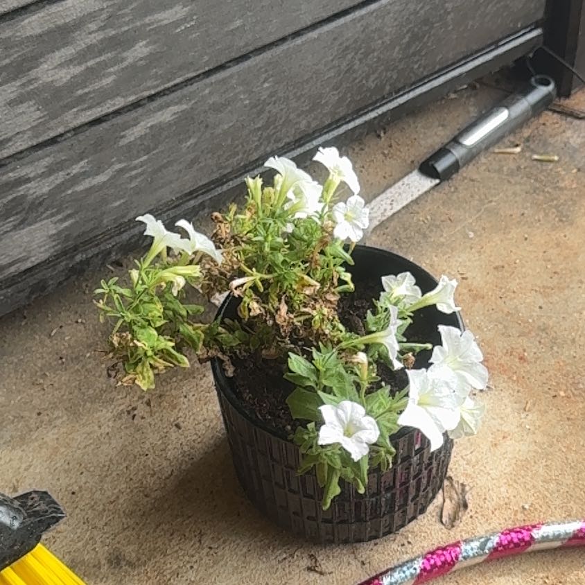 Photo of the plant species Bioluminescent Firefly Petunia by @UltraHope13 named Girlfrond on Greg, the plant care app
