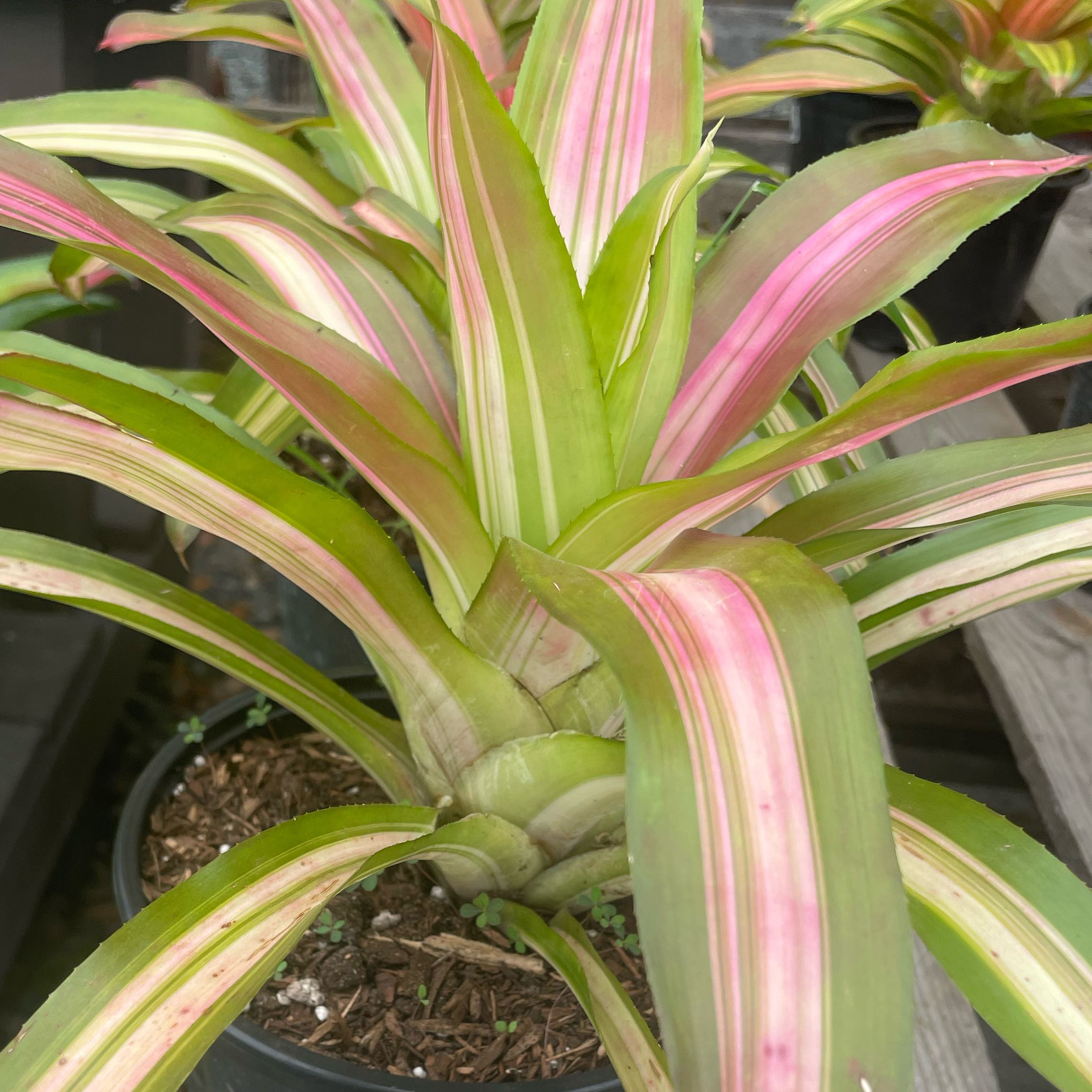 Photo of the plant species Blushing Bromeliad by @WideawakeTipa2 named Chappell on Greg, the plant care app