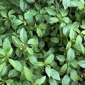 Photo of the plant species Jute Mallow by @FairMirabilis92 named Mlokhieh on Greg, the plant care app