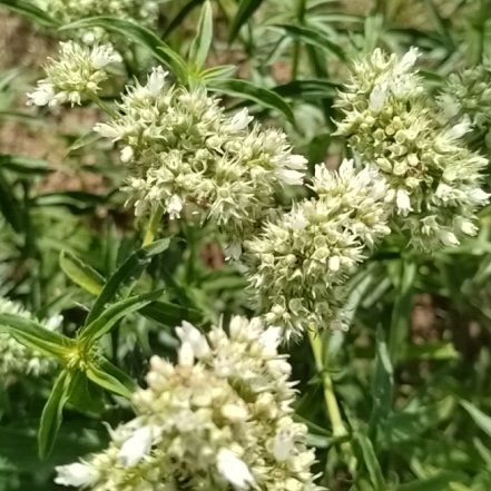 Photo of the plant species Prickly Samphire by @LovingRamsons77 named Kesha on Greg, the plant care app