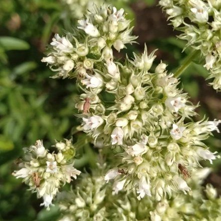 Photo of the plant species Prickly Samphire by @LovingRamsons77 named Madonna on Greg, the plant care app