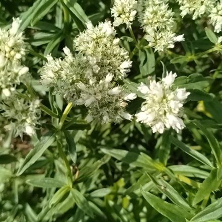 Photo of the plant species Prickly Samphire by @LovingRamsons77 named Aria on Greg, the plant care app