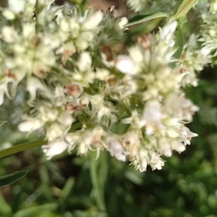 Photo of the plant species Prickly Samphire by @LovingRamsons77 named Bruce Lee on Greg, the plant care app
