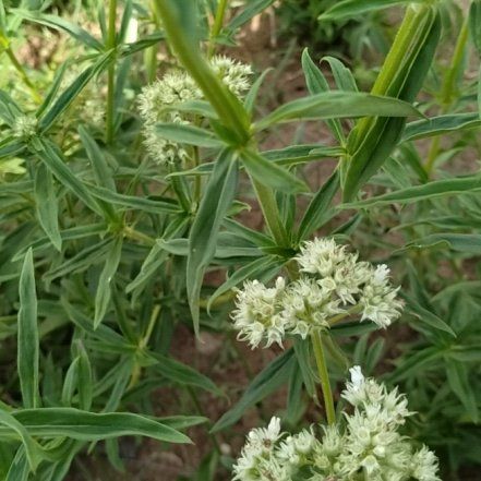 Photo of the plant species Prickly Samphire by @LovingRamsons77 named Beyonce on Greg, the plant care app