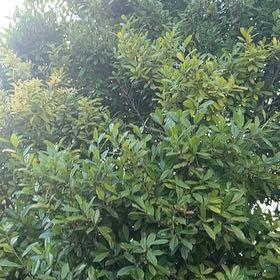 Photo of the plant species Bay Laurel by @SpotonWychelm named Lavender on Greg, the plant care app