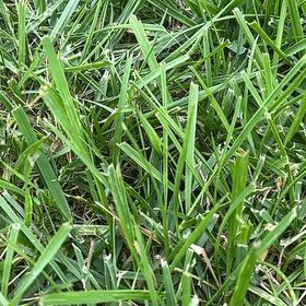 Photo of the plant species Buffalo Grass by @SpotonWychelm named Aristotle on Greg, the plant care app