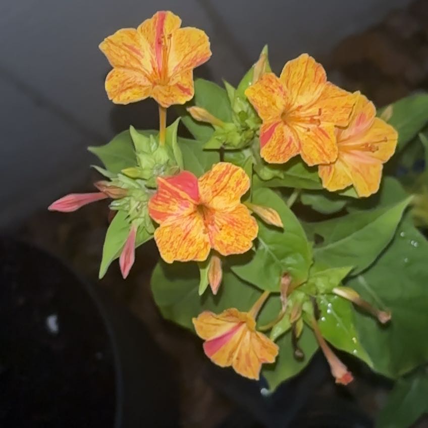 Photo of the plant species Four O'Clock Flower by @SpotonWychelm named Maya on Greg, the plant care app