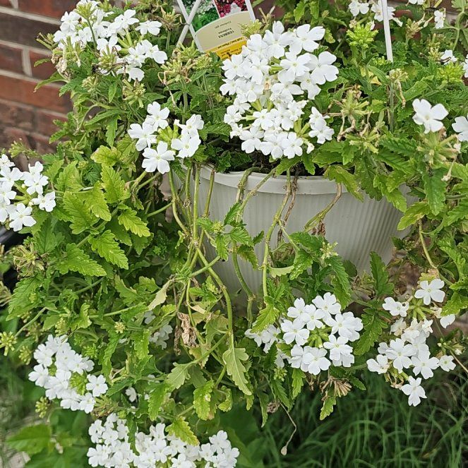 Photo of the plant species verbena by @ZingMorombe20 named Leaf Erickson on Greg, the plant care app