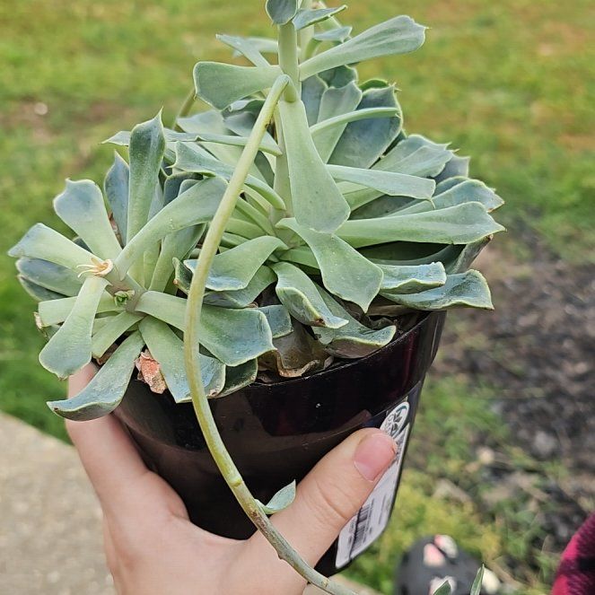 Photo of the plant species Echeveria 'Allegra' by @ZingMorombe20 named Miley on Greg, the plant care app