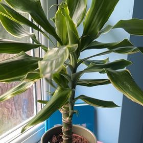 Photo of the plant species dragon tree golden coast by @YardTupeia28 named Marley on Greg, the plant care app