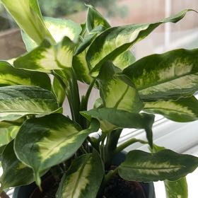 Photo of the plant species Leopard Lily by @YardTupeia28 named LiloStitch on Greg, the plant care app