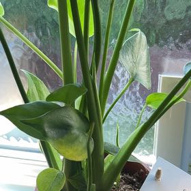 Photo of the plant species Swiss Cheese Plant by @YardTupeia28 named Chaz on Greg, the plant care app