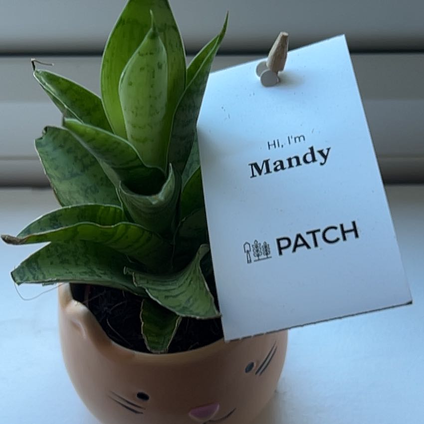 Photo of the plant species White Sansevieria by @YardTupeia28 named Mandy on Greg, the plant care app