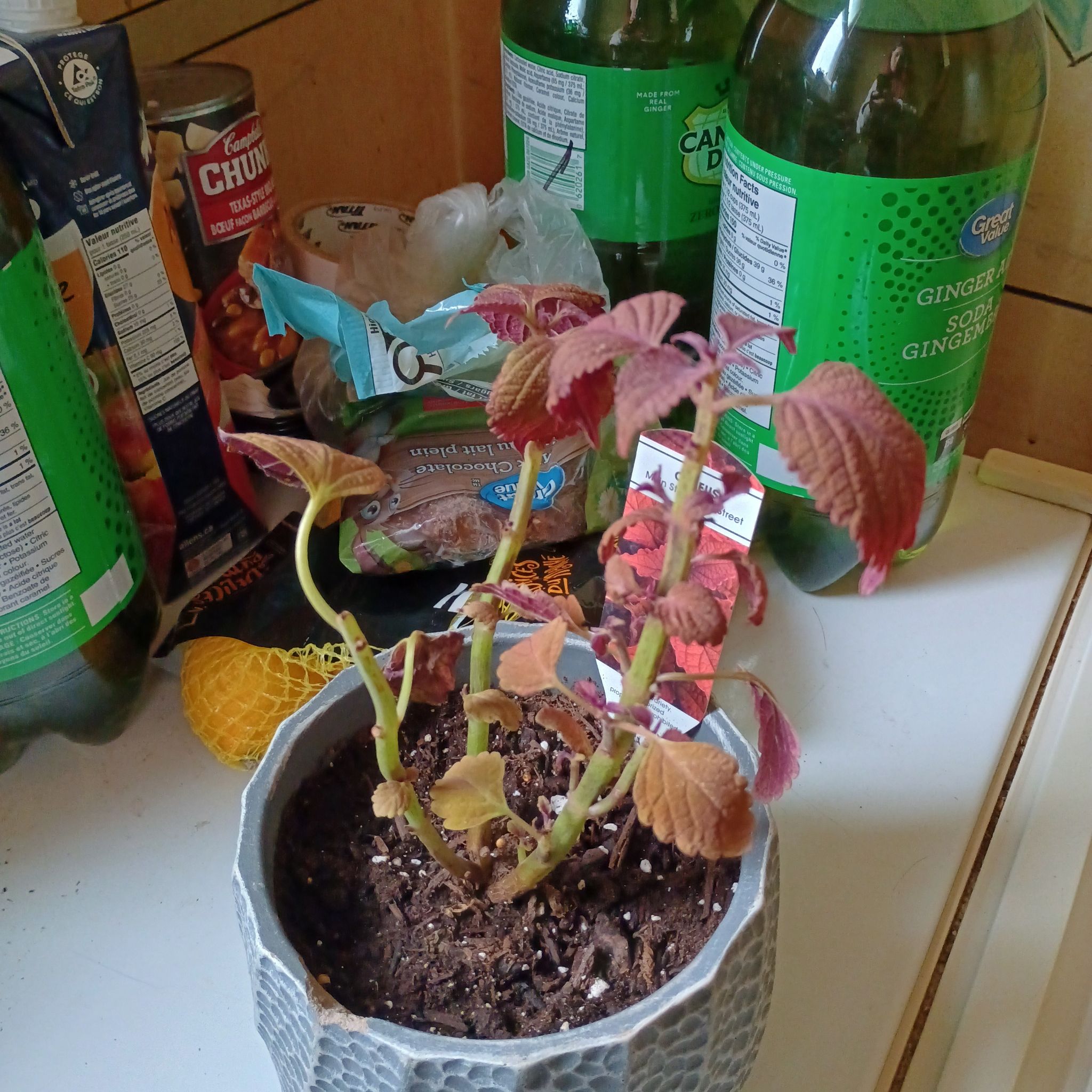 Photo of the plant species Coleus 'Main Street Wall Street' by @GroovyBaneberry named Penny on Greg, the plant care app