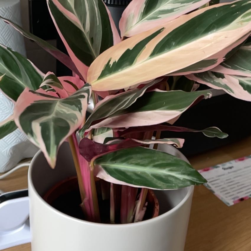 Stromanthe sanguinea 'Tricolor' plant in a white pot with variegated green, white, and pink leaves.