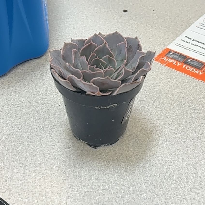 Photo of the plant species Echeveria Belen by @CapableJicaro87 named Lavender on Greg, the plant care app
