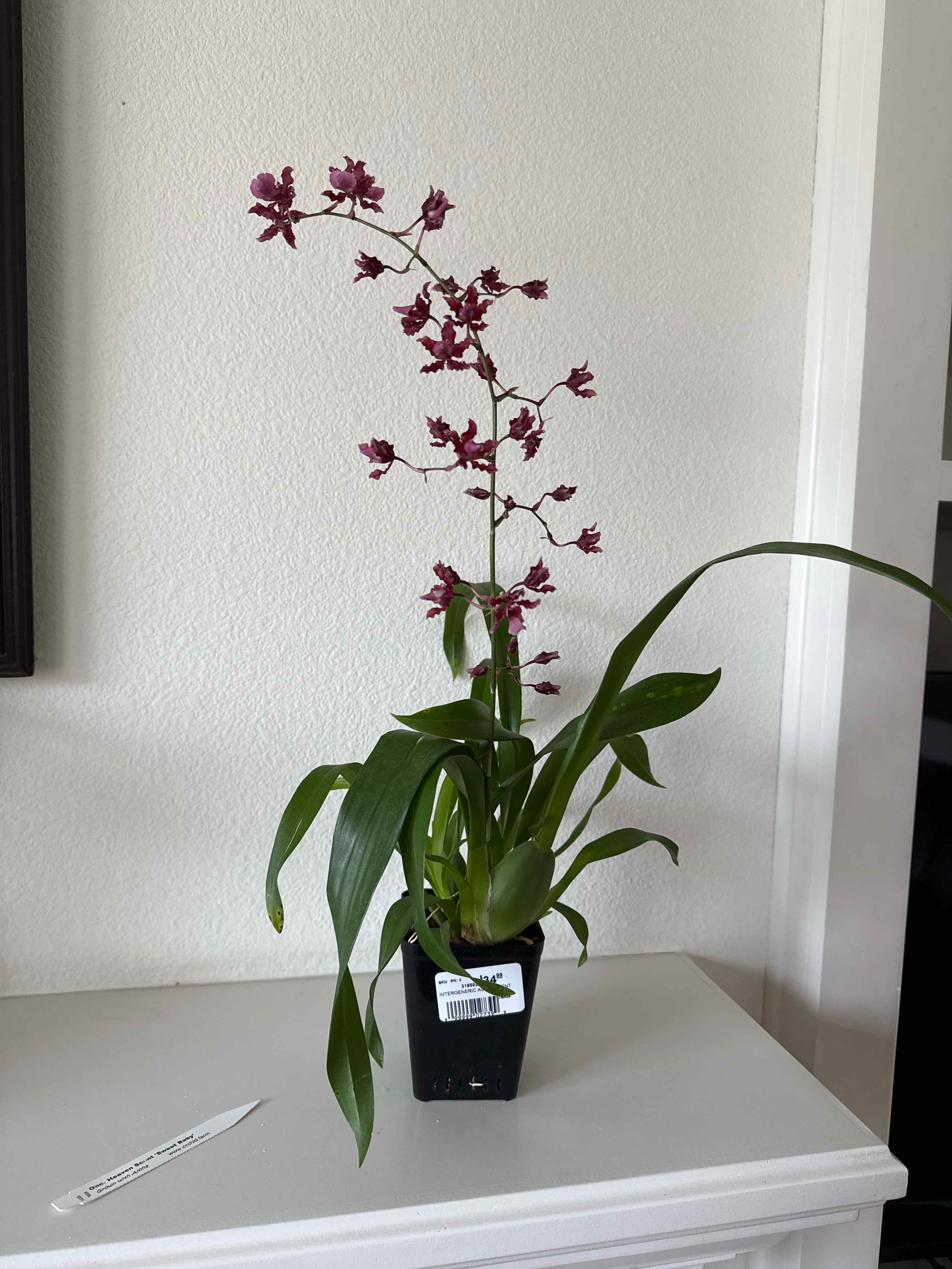 Photo of the plant species Onc. Heaven Scent 'Sweet Baby' by @ActiveCapemay42 named Heaven on Greg, the plant care app