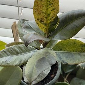 Photo of the plant species Ficus Shivereana Moonshine by @ActiveCapemay42 named Plato on Greg, the plant care app