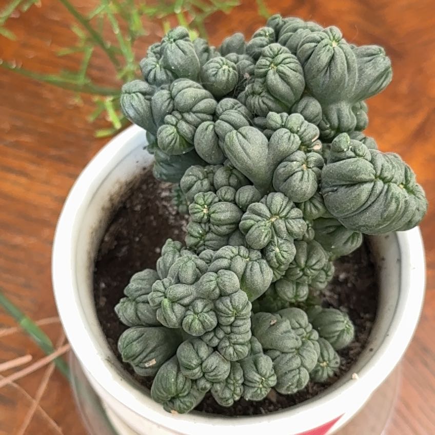 Photo of the plant species Ming Thing Cactus by @ActiveCapemay42 named Ming on Greg, the plant care app