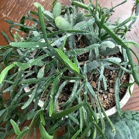 Photo of the plant species misteltoe cactus by @ActiveCapemay42 named da Vinci on Greg, the plant care app