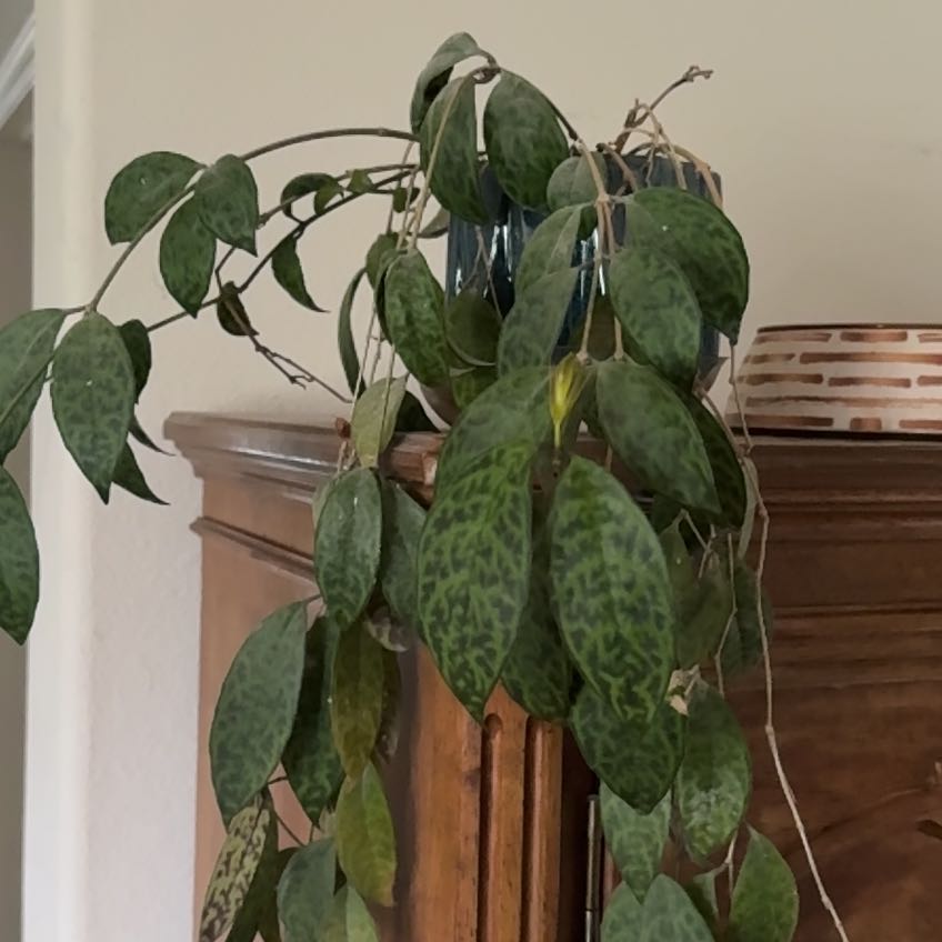 Photo of the plant species Zebra Basket Vine by @ActiveCapemay42 named Mollie on Greg, the plant care app