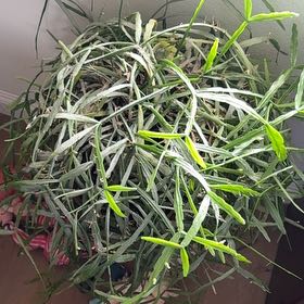 Photo of the plant species misteltoe cactus by @ActiveCapemay42 named Micra on Greg, the plant care app