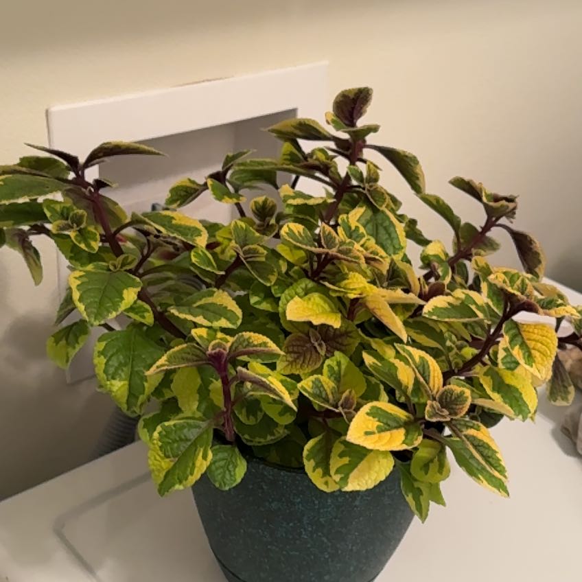 Photo of the plant species Swedish Ivy by @ActiveCapemay42 named Guac on Greg, the plant care app
